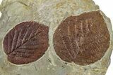 Two Fossil Leaves (Davidia & Celtis) - Montana #262367-1